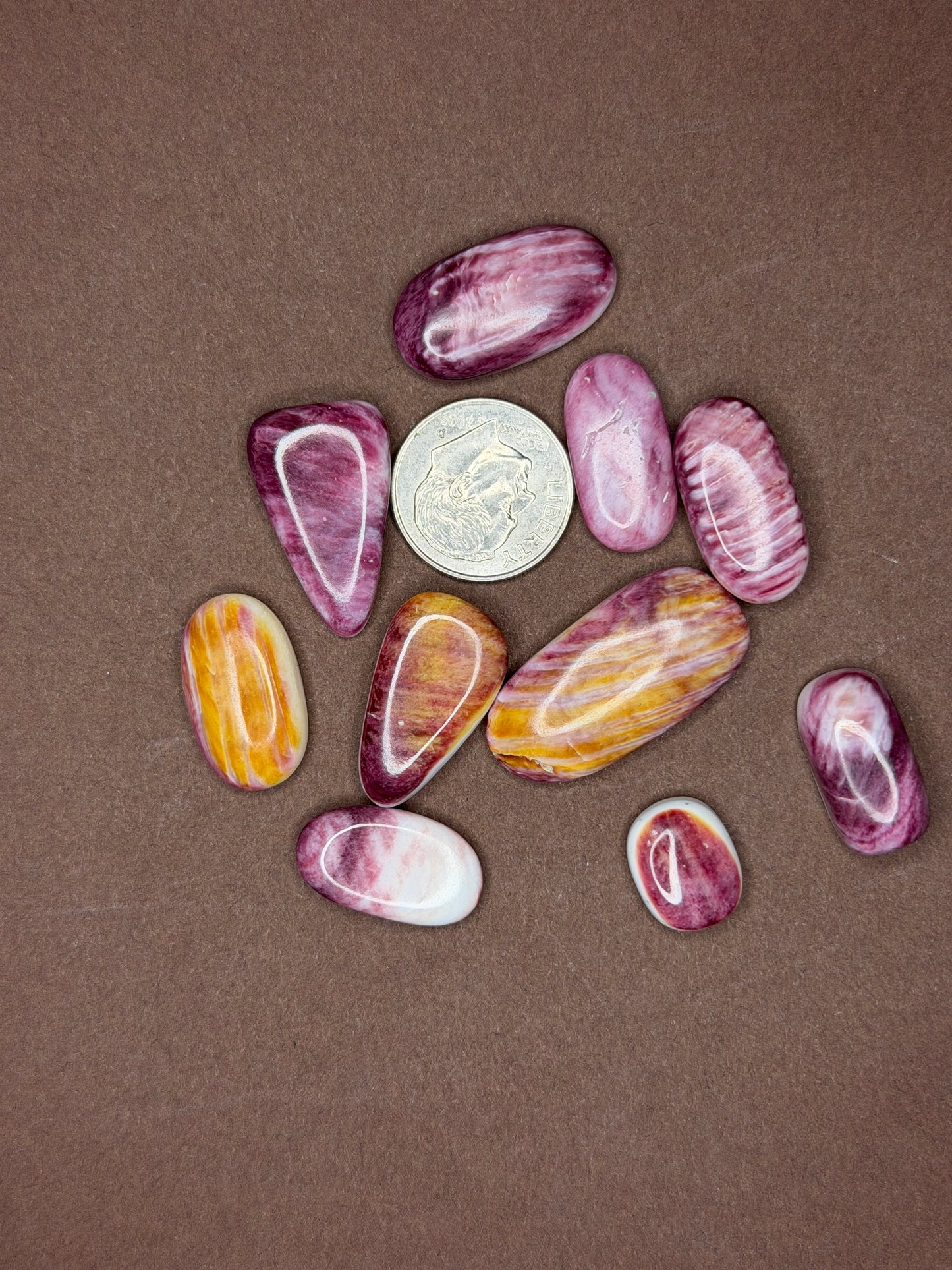Spiny Oyster Cabochons (Different Varieties)